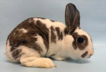 Specks -  Bunny Rabbit Rabbit for Adoption in Minneapolis, Minnesota - Specks | PetCurious