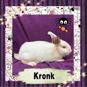 Rescue Californian Rabbits for Adoption in Elizabethtown, Kentucky - Kronk | PetCurious