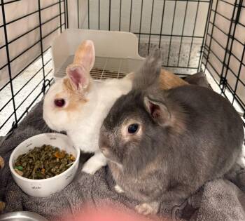 Gandolf and Latte -  American Rabbit for Adoption in Temecula, California - Gandolf And Latte | PetCurious