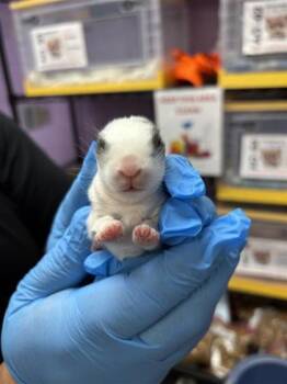 61270240 -  Bunny Rabbit Rabbit for Adoption in El Paso, Texas - 61270240 | PetCurious