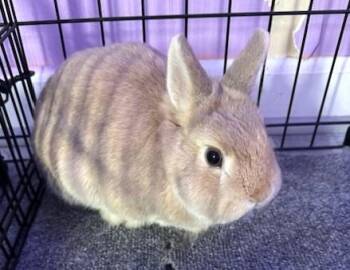 Bunny Rabbit Rabbits Available for Adoption in Washington Mills, New York - Lila | PetCurious
