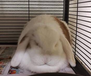 Mini Lop Rabbits Available for Adoption in Vancouver, Washington - Guppy | PetCurious