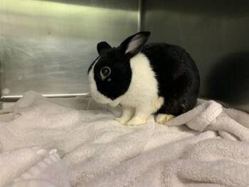 COOKIE -  Bunny Rabbit Rabbit for Adoption in Grand Prairie, Texas - COOKIE | PetCurious