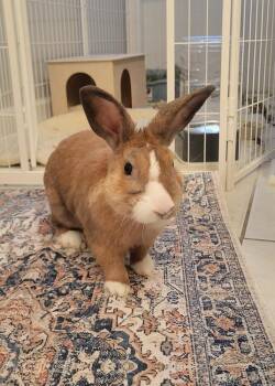Neo -  Dutch Rabbit for Adoption in Naples, Florida - Neo | PetCurious
