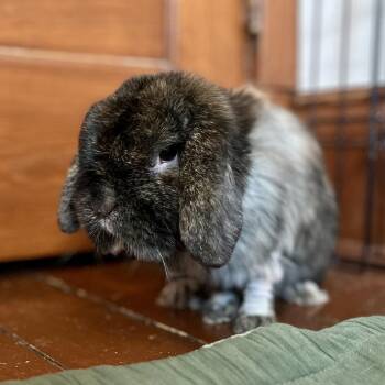 Lop Eared Rabbits Available for Adoption in Cambridge, Ontario - Lincoln | PetCurious