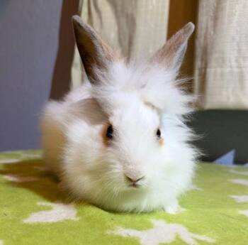 Aubrey -  Bunny Rabbit Rabbit for Adoption in Santa Cruz, California - Aubrey | PetCurious