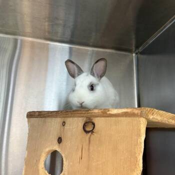 Oakley -  Netherland Dwarf and American Rabbit for Adoption in Pittsburgh, Pennsylvania - Oakley | PetCurious