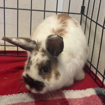 Bunny Rabbit Rabbits Available for Adoption - Lepus | PetCurious