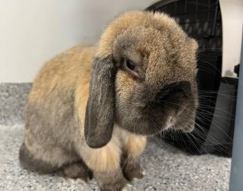 Mini Lop Rabbits Available for Adoption - Gyoza | PetCurious