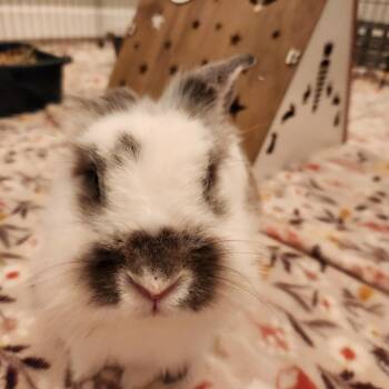 Hopper -  Lionhead Rabbit for Adoption in Columbia, Maryland - Hopper | PetCurious