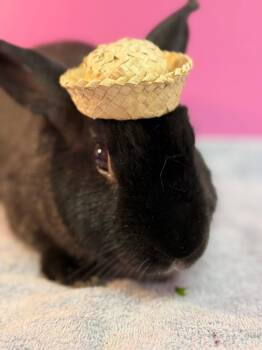 Rescue New Zealand Rabbits for Adoption in Saint Charles, Missouri - Black Cat | PetCurious