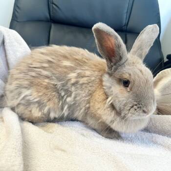 Rescue American Rabbits for Adoption in Newark, New Jersey - Honey | PetCurious