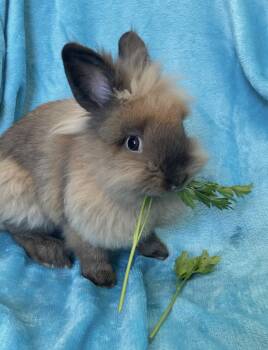 Toffeetastic -  Lionhead Rabbit for Adoption in Chicago, Illinois - Toffeetastic | PetCurious
