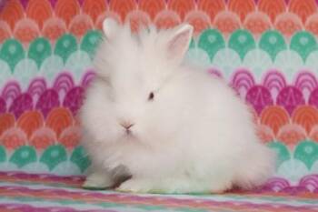 Satchi aka Angus (part of bonded pair) -  Lionhead Rabbit for Adoption in Santa Cruz, California - Satchi Aka Angus (part Of Bonded Pair) | PetCurious