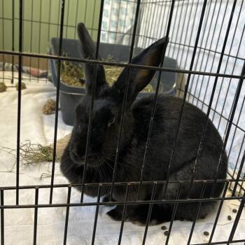 Rescue American Rabbits for Adoption in Bedford, New Hampshire - KitKat | PetCurious