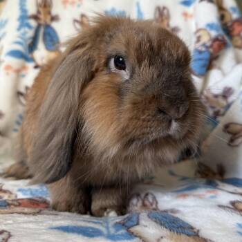 Buzz -  Lop Eared Rabbit for Adoption in Cambridge, Ontario - Buzz | PetCurious