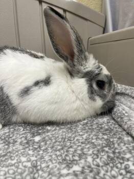 English Spot Rabbits Available for Adoption in Naples, Florida - Hank | PetCurious
