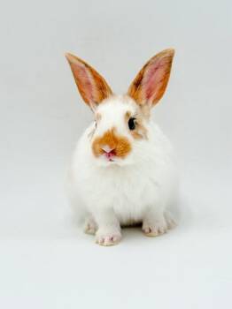 Kale -  American Rabbit for Adoption in Bowling Green, Kentucky - Kale | PetCurious