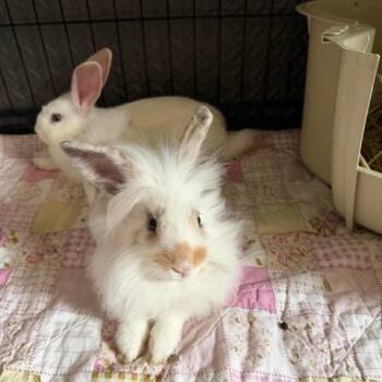 Amelia Bedelia -  Lionhead and Mini Lop Rabbit for Adoption in Providence, Rhode Island - Amelia Bedelia | PetCurious