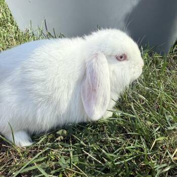 Rescue Mini Rex Rabbits for Adoption in Mechanicsburg, Pennsylvania - Tea Cup | PetCurious