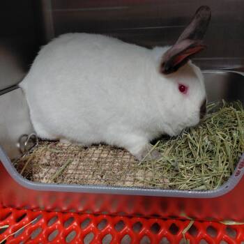 Californian Rabbits Available for Adoption in Cincinnati, Ohio - Qtip | PetCurious
