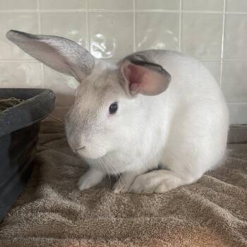 Flurry -  Bunny Rabbit Rabbit for Adoption in West Des Moines, Iowa - Flurry | PetCurious