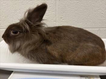 LUCHA -  Lionhead Rabbit for Adoption in Derwood, Maryland - LUCHA | PetCurious