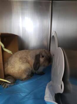 Snow (Snoopy) -  Bunny Rabbit Rabbit for Adoption in Montreal, Quebec - Snow (Snoopy) | PetCurious