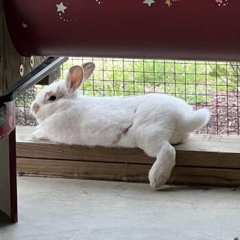 Peanut -  American Rabbit for Adoption in Manchester, Connecticut - Peanut | PetCurious