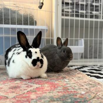 Netherland Dwarf Rabbits Available for Adoption in Portland, Oregon - Buns (bonded With Nelly) | PetCurious