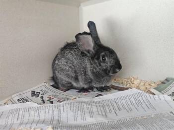 ALEXIS -  American Sable Rabbit for Adoption in Colorado Springs, Colorado - ALEXIS | PetCurious