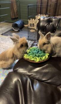 Teddy and Coco -  Lionhead Rabbit for Adoption in New City, New York - Teddy And Coco | PetCurious