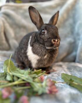 Rescue Bunny Rabbit Rabbits for Adoption in Westbrook, Maine - Iris | PetCurious