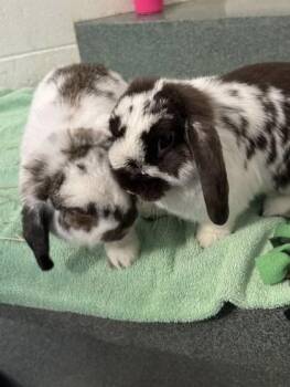 Lady Flops-a-Lot (& Oreo) -  American and Lop Eared Rabbit Available for Adoption in Fairfax, Virginia - Lady Flops-a-Lot (& Oreo) | PetCurious