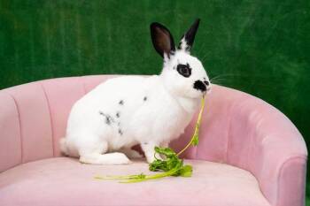 Amana -  English Spot Rabbit Available for Adoption in Chicago, Illinois - Amana | PetCurious
