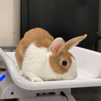Cersei -  Dutch Rabbit for Adoption in Chicago, Illinois - Cersei | PetCurious