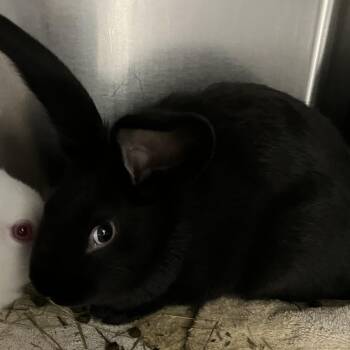 New Zealand Rabbits Available for Adoption in Grand Rapids, Michigan - Arch | PetCurious