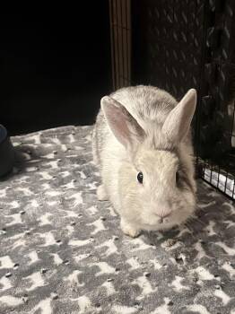 Dreamy -  Harlequin Rabbit for Adoption in Philadelphia, Pennsylvania - Dreamy | PetCurious