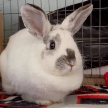 English Spot Rabbits Available for Adoption - Emboss | PetCurious