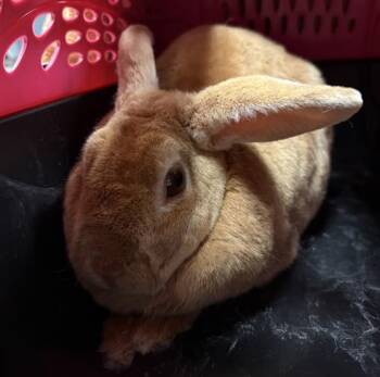 Bunny Rabbit Rabbits Available for Adoption in Camarillo, California - BELLA | PetCurious