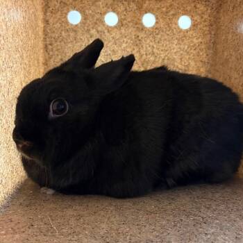 American Rabbits Available for Adoption in Reno, Nevada - Cece | PetCurious