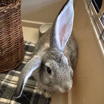 Rescue New Zealand Rabbits for Adoption in Rock Hall, Maryland - Monty | PetCurious