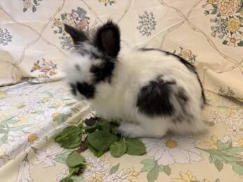James -  Lionhead and Bunny Rabbit Rabbit Available for Adoption in Quakertown, Pennsylvania - James | PetCurious