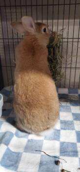 Keyo (Kee-you) -  Bunny Rabbit Rabbit for Adoption - Keyo (Kee-you) | PetCurious