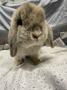 Holland Lop Rabbits Available for Adoption - Pumba | PetCurious