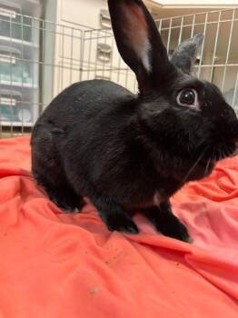 Shamrock -  New Zealand Rabbit for Adoption in Pflugerville, Texas - Shamrock | PetCurious