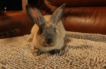 Donny -  American Rabbit for Adoption in Garland, Texas - Donny | PetCurious
