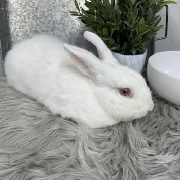 Rescue New Zealand Rabbits for Adoption in Columbia, South Carolina - Blossom | PetCurious