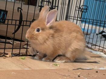 Bunny Rabbit Rabbits Available for Adoption in Wekiwa Springs, Florida - Hopcorn | PetCurious