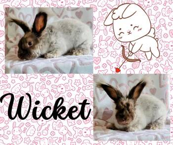 Rescue Angora Rabbit Rabbits for Adoption in Seminary, Mississippi - Wicket | PetCurious